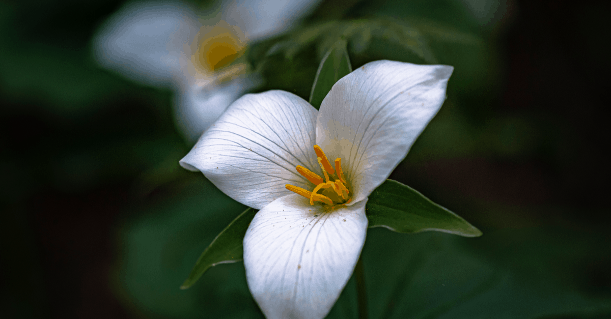 T_09 Trillium