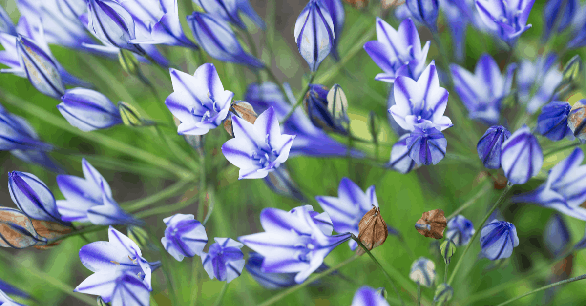 T_10 Triteleia