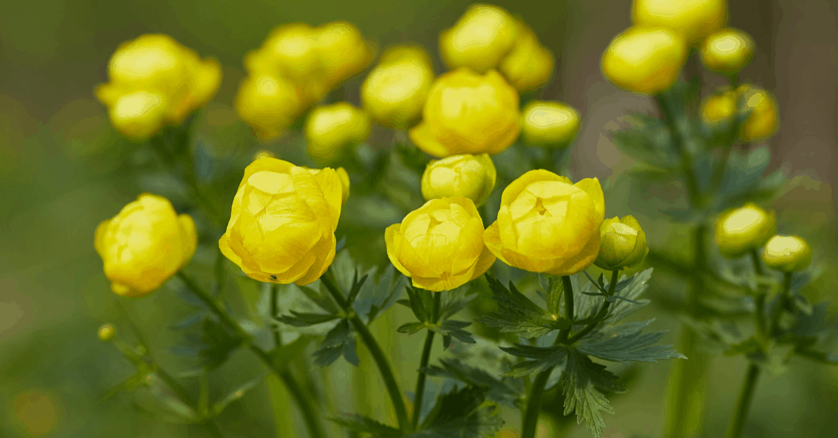 T_12 Trollius