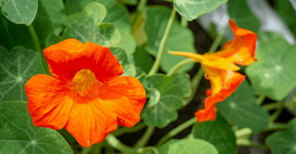 T_13 Tropaeolum