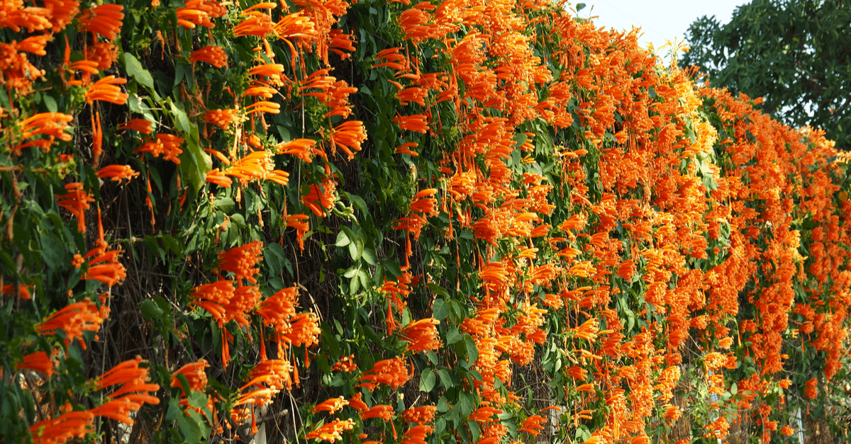 T_14 Trumpet Vine