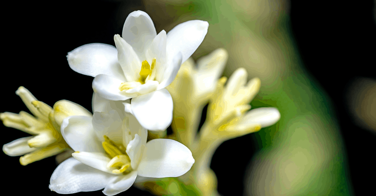 T_15 Tuberose
