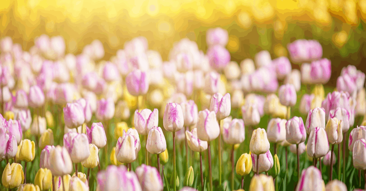 T_16 Tulip