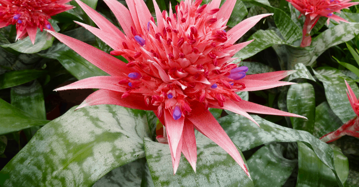 U_02 Urn Plant