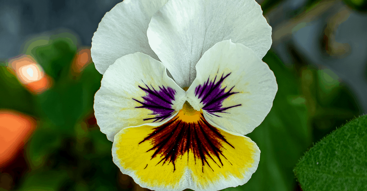 Viola Tri-Colour