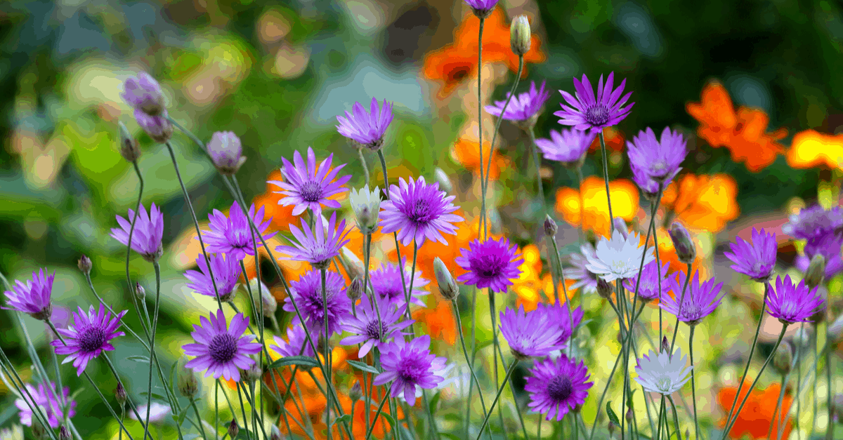 X_03 Xeranthemum
