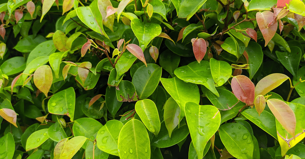 X_06 Xylosma