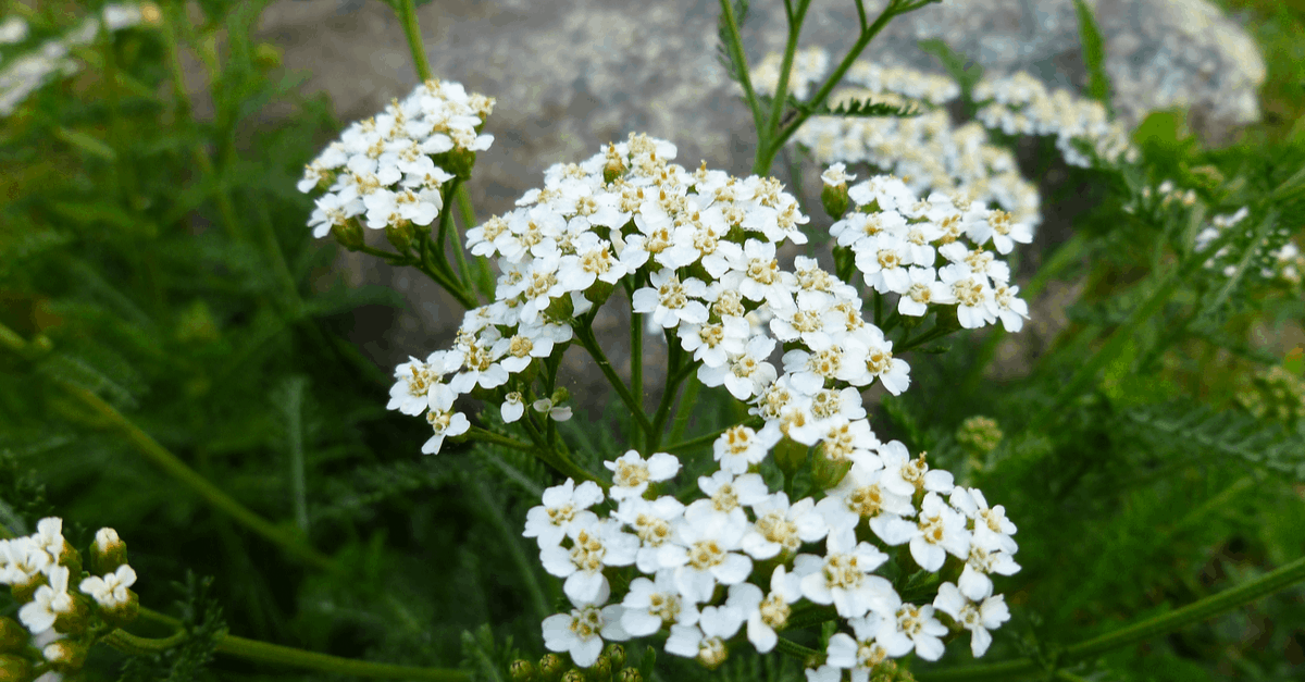 Y_02 Yarrow