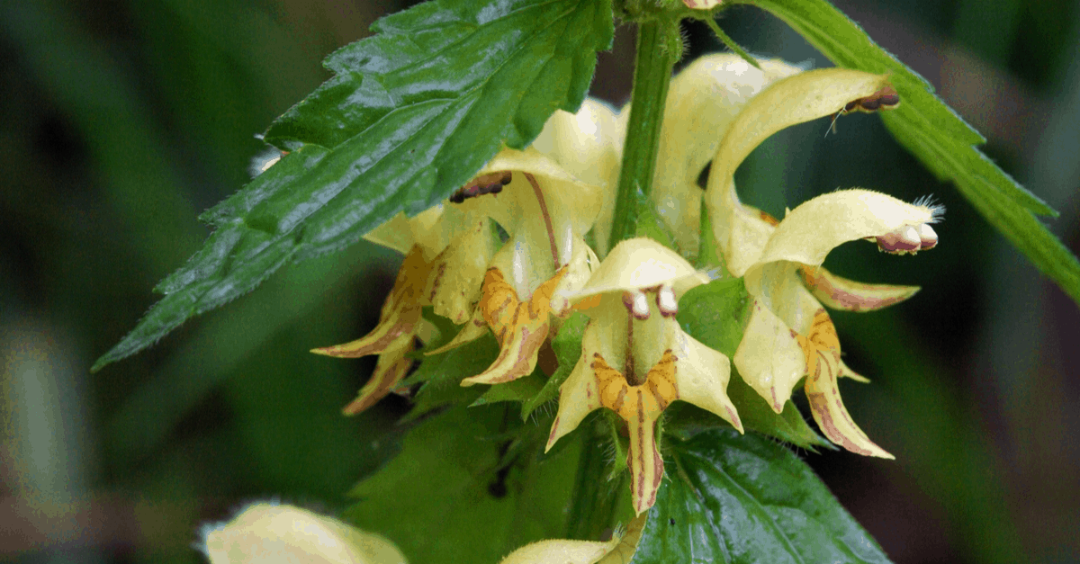 Y_03 Yellow Archangel