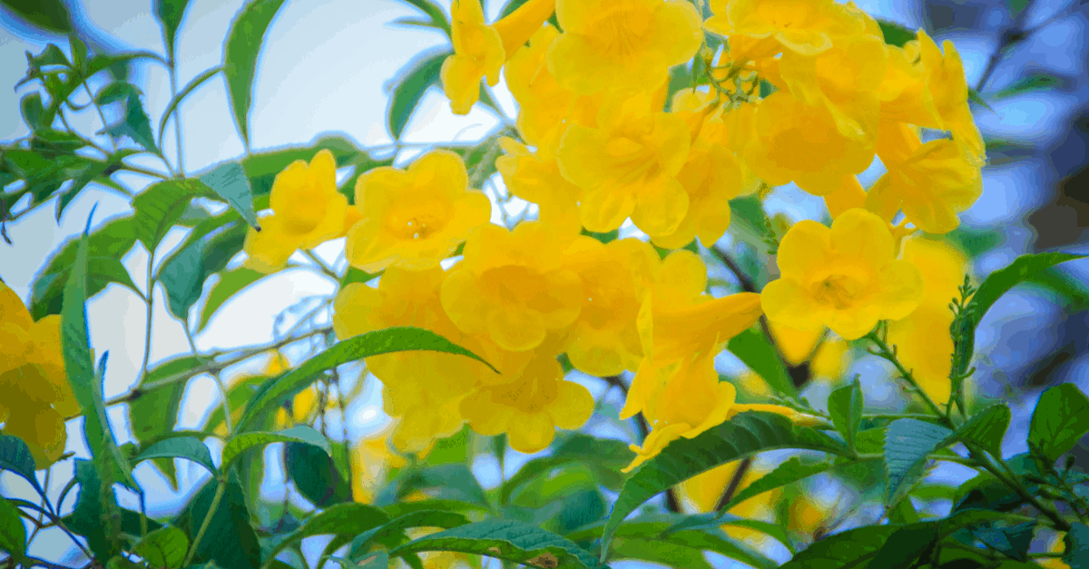 Y_04 Yellow Bell