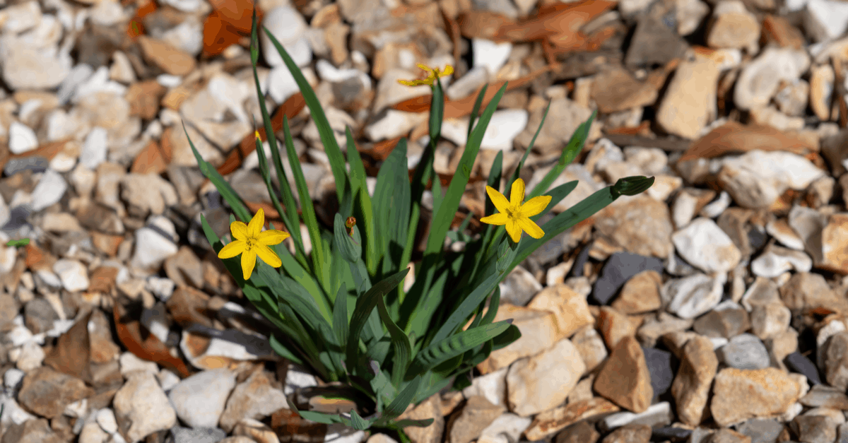 Y_05 Yellow-Eyed Grass
