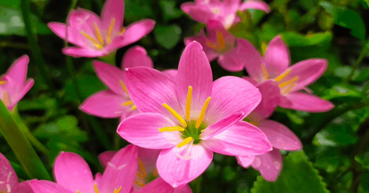 Z_03 Zephyranthes