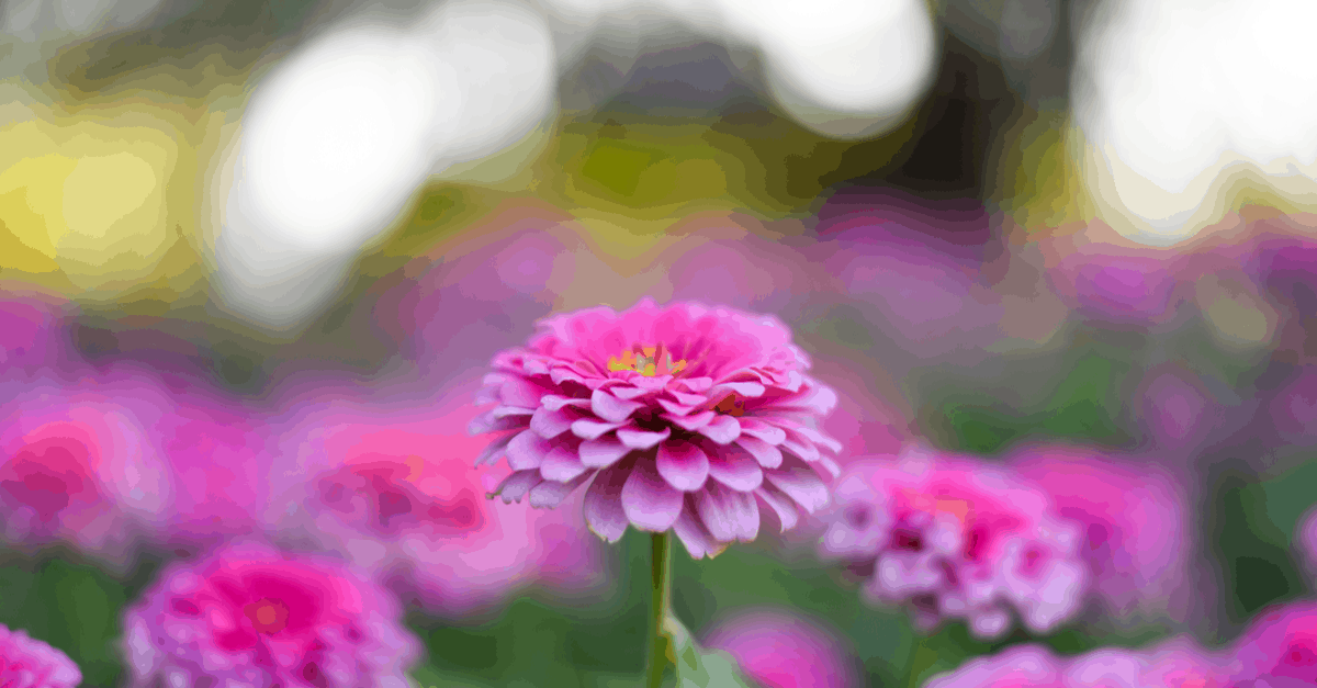 Z_04 Zinnia Elegans