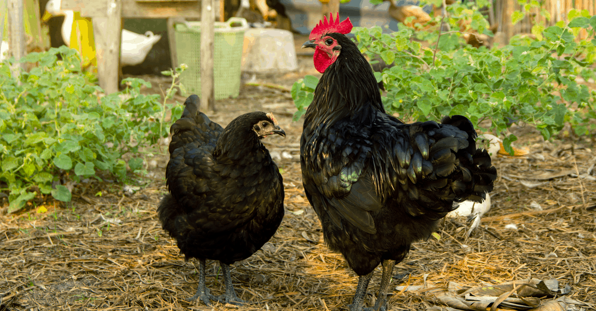 australorp_hen Austalorp Hen