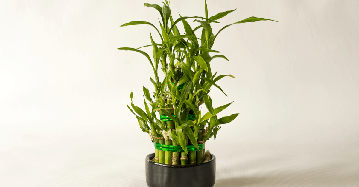 Bamboo How to Plant, Grow, Harvest Trim That Weed