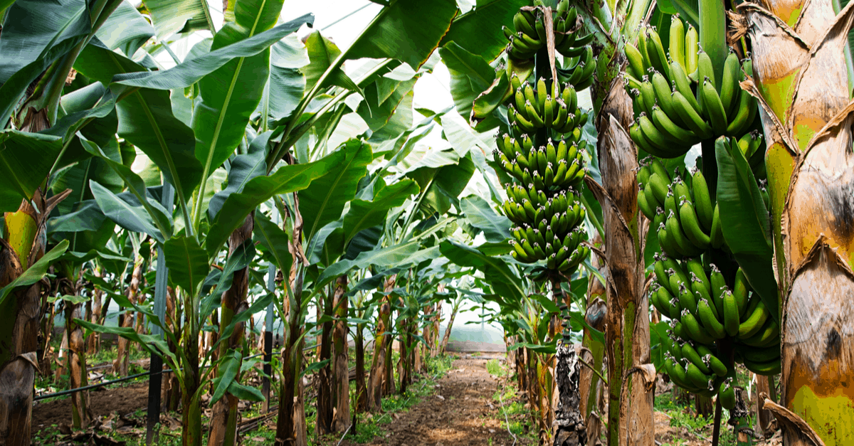 banana_02 plant banana tree