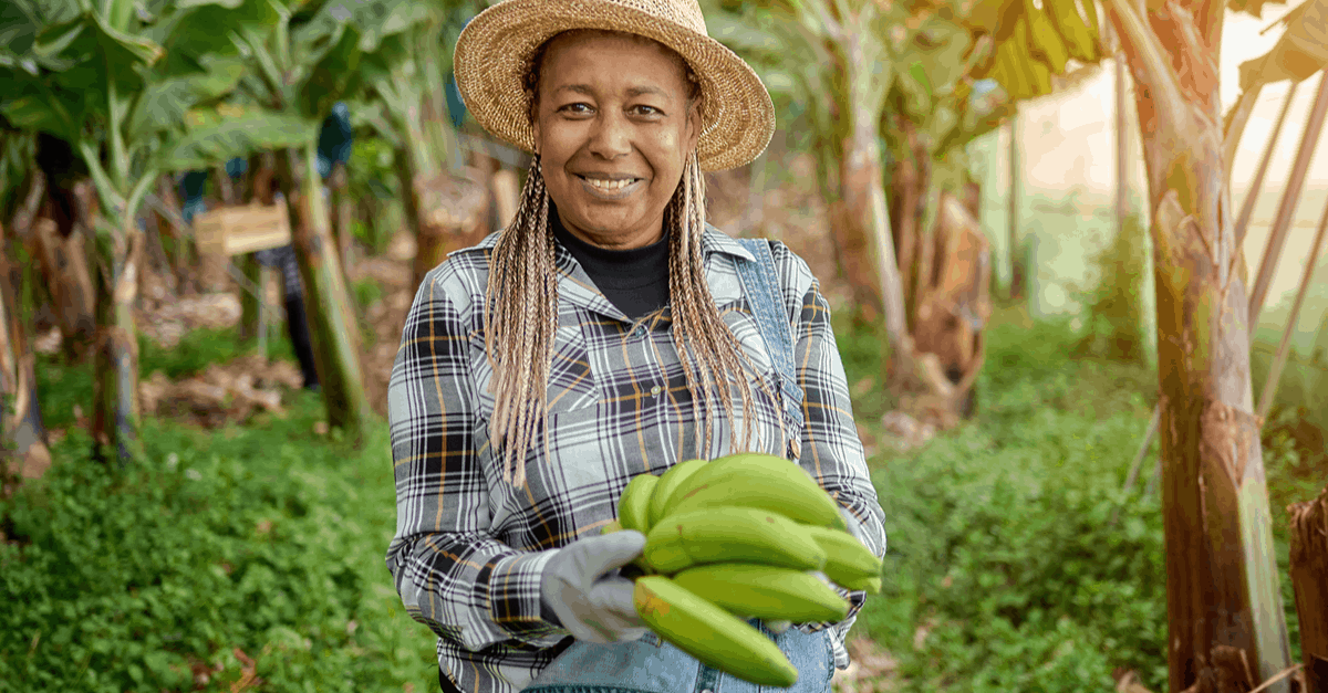 banana_03 harvest banana tree