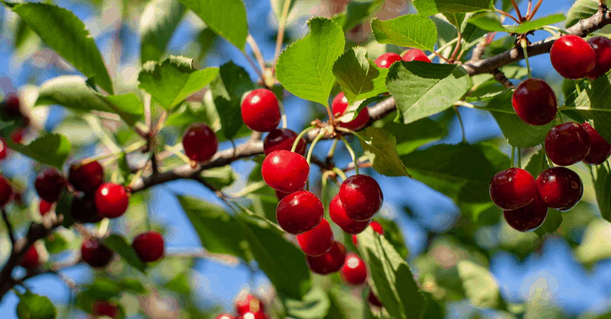 barbados_cherry_01 Barbados Cherry Tree
