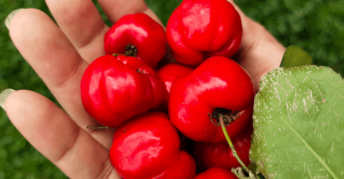 barbados_cherry_02 Barbados Cherry Havest