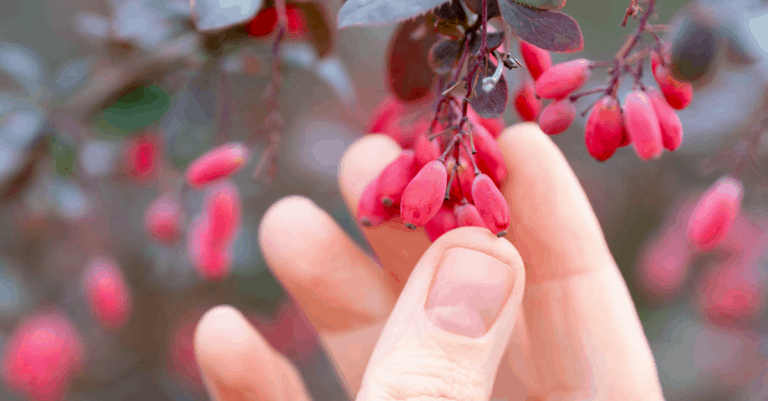 how much watering does your barberry plant need a comprehensive guide