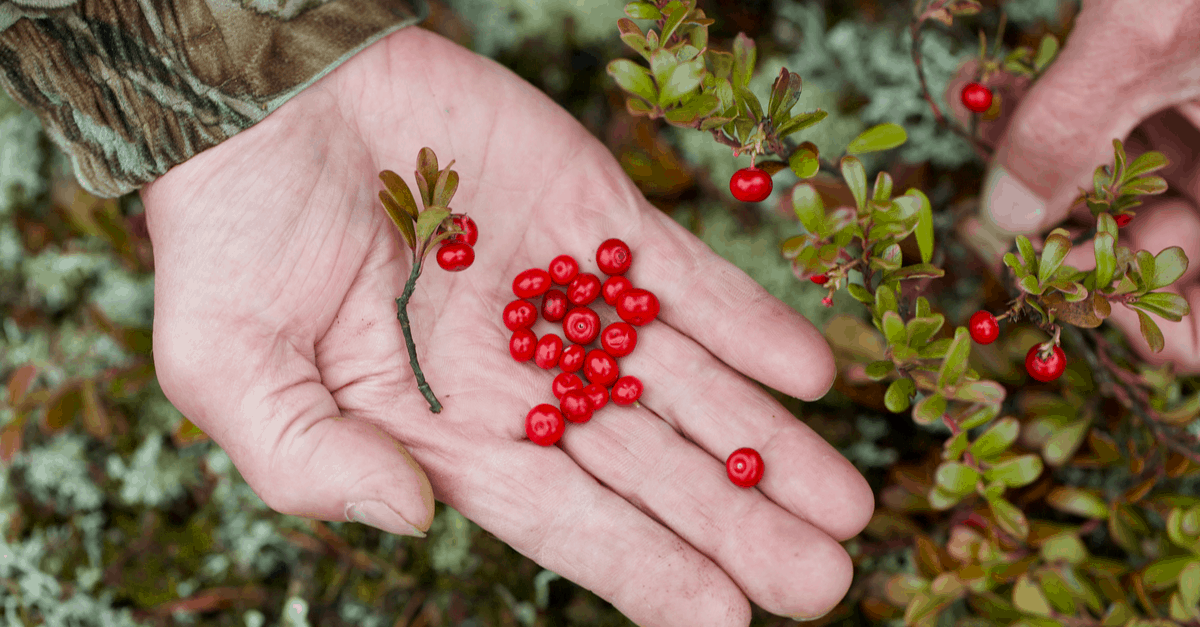 bearberry_03 bearberry harvest
