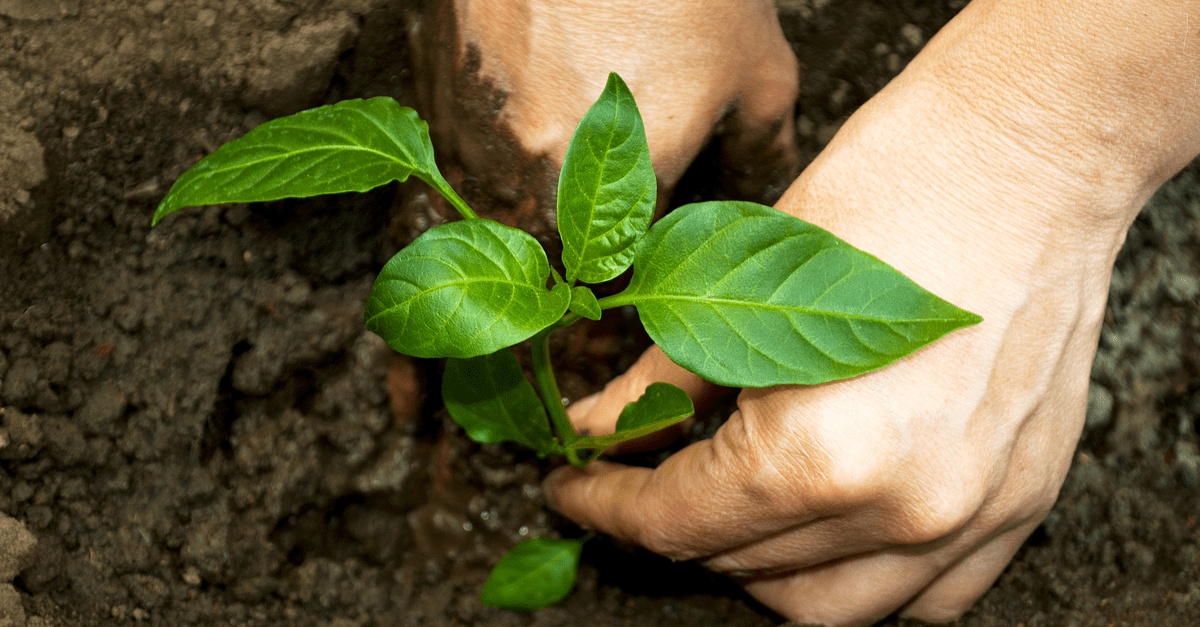 bell_peppers_02 woman plants pepper seedlings in the garden