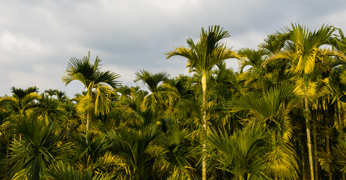 betel_nuts_02 betel nut tree