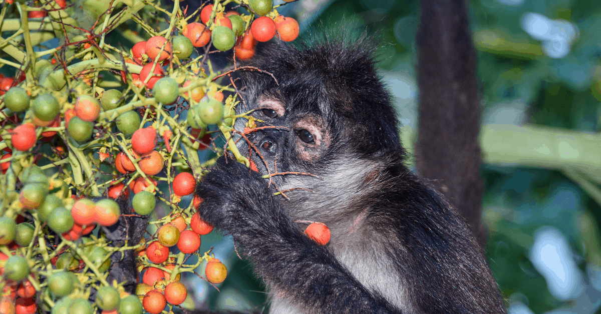 betel_nuts_03 harvest betel nut