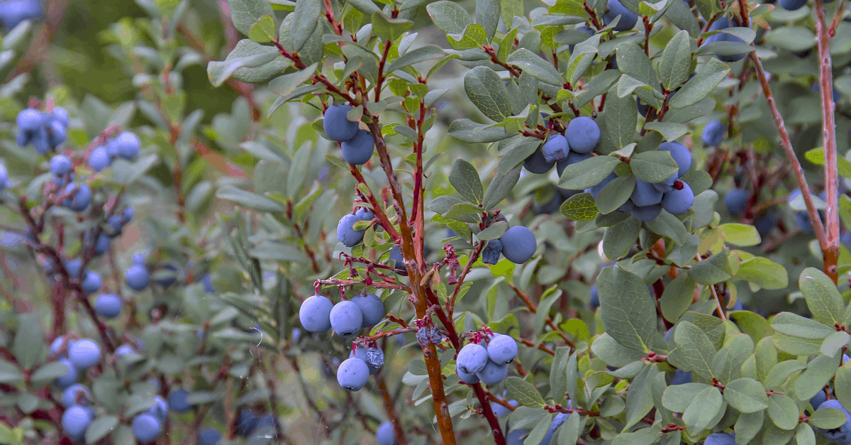 bilberry_02 bilberry shrub