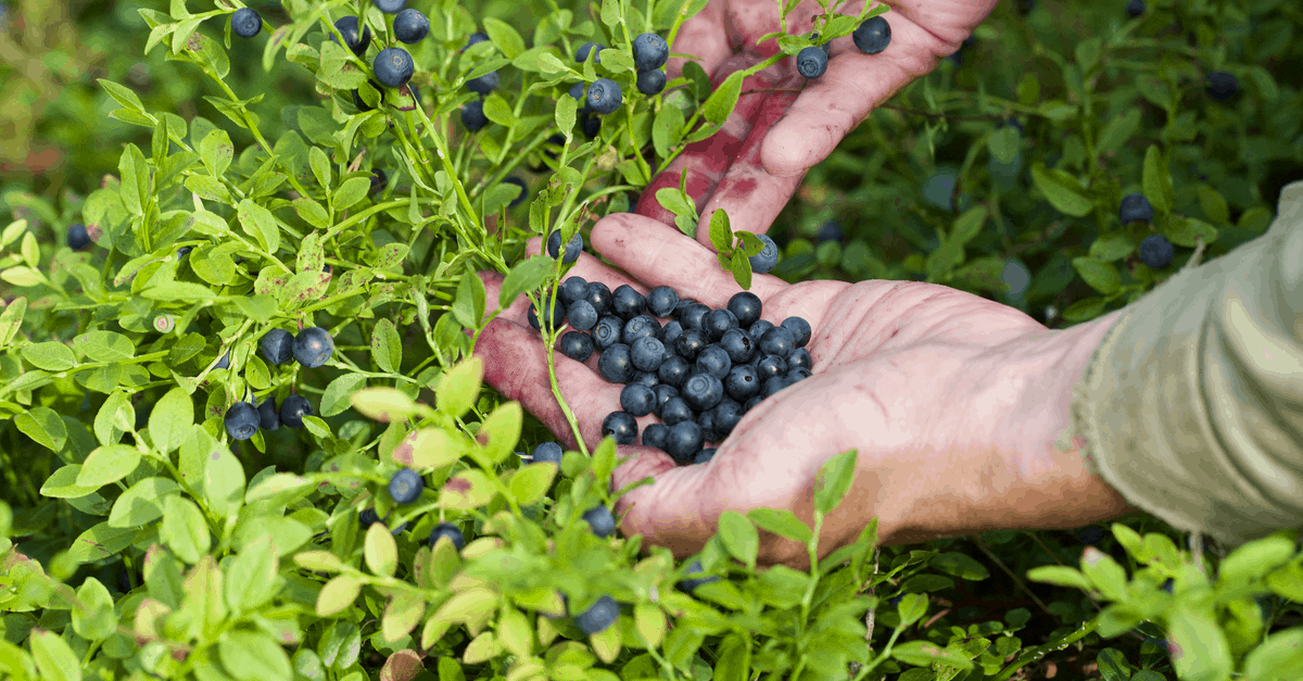 bilberry_03 harvest bilberry