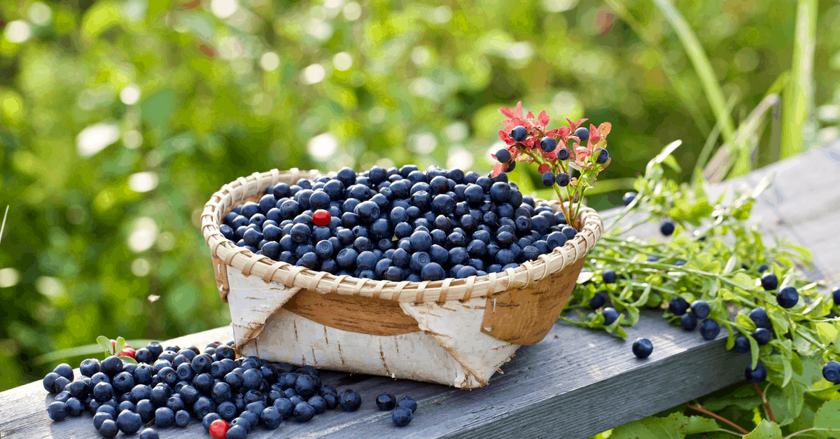 bilberry_04 bilberry bowl