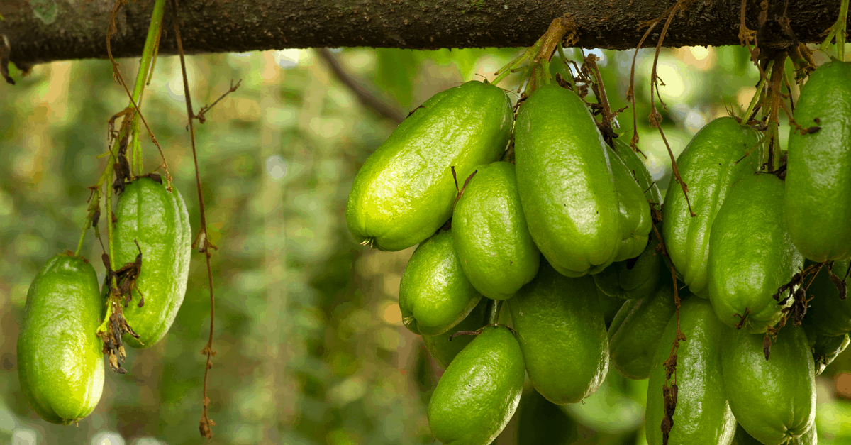 bilimbi_03 harvest bilimbi