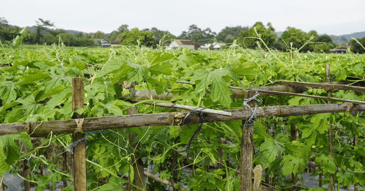 bitter_gourd_02 Bitter Gourd Farm