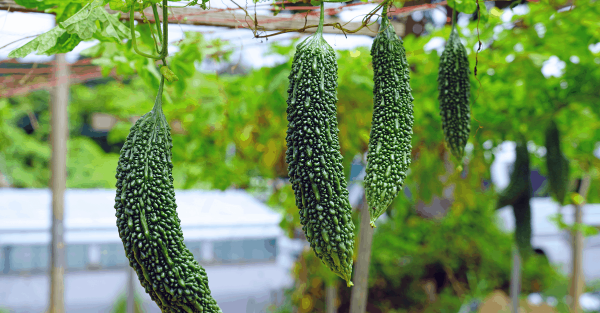 Bitter Gourd How to Plant, Grow, and Harvest Trim That Weed