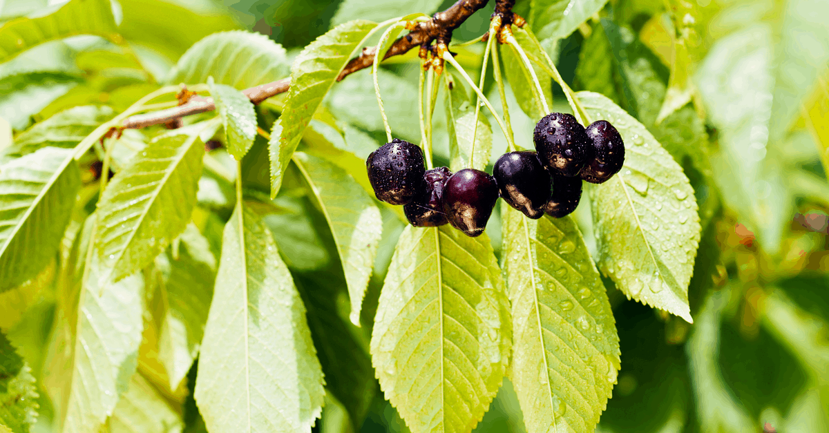 Black Cherry How to Plant, Grow, and Harvest Trim That Weed