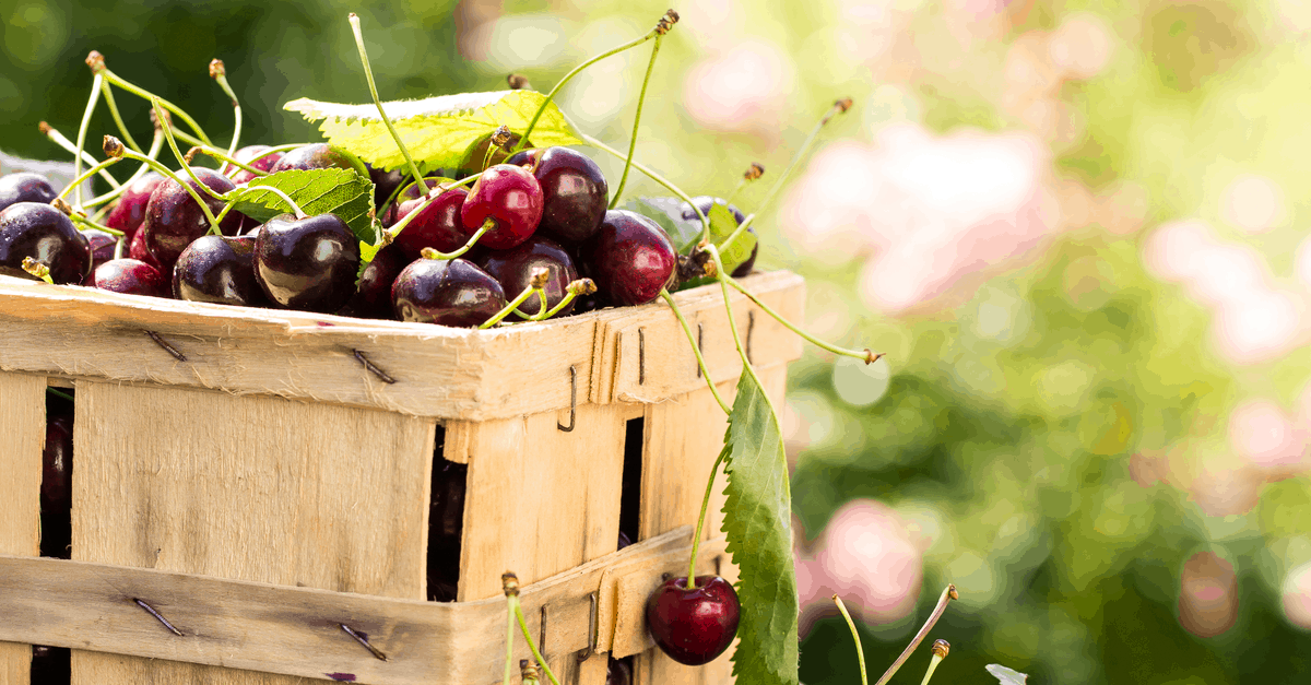 Black Cherry How to Plant, Grow, and Harvest Trim That Weed