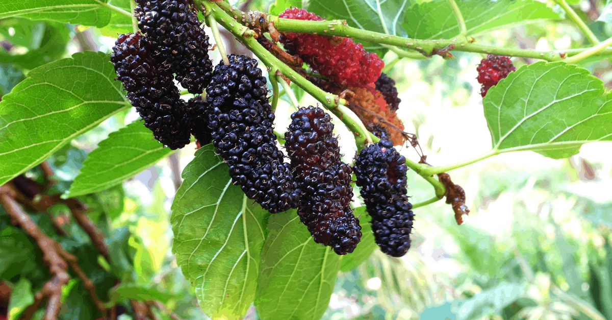 Black Mulberry: How to Plant, Grow, and Harvest - Trim That Weed