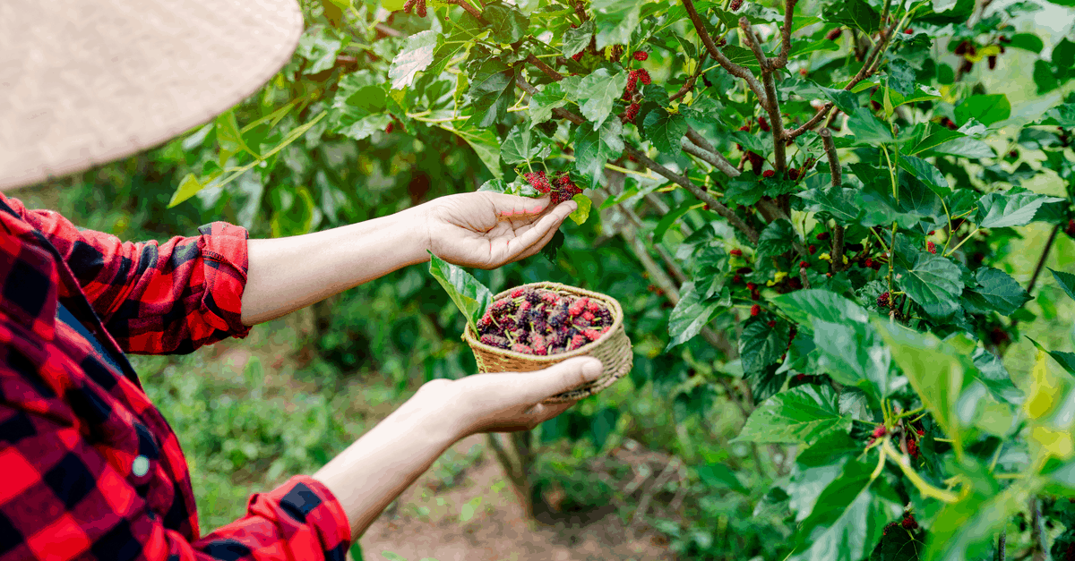 black_mulberry_03 black mulberry harvest