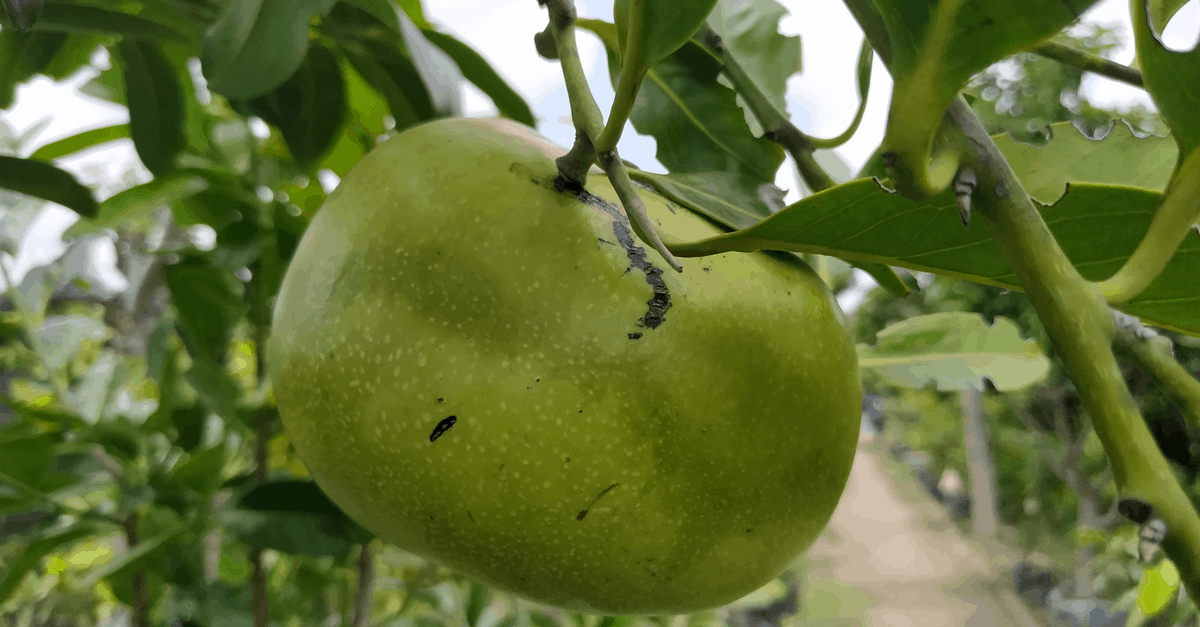 black_sapote_02 black sapote