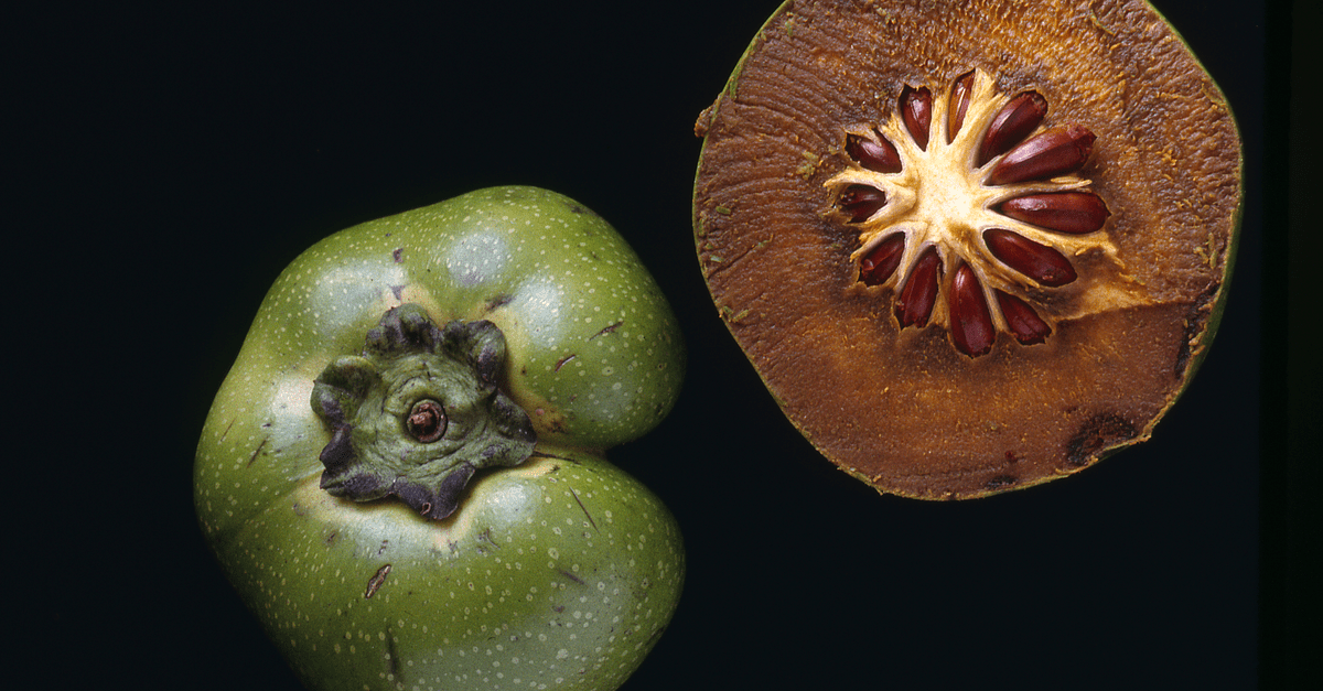 Black Sapote How to Plant, Grow, and Harvest Trim That Weed