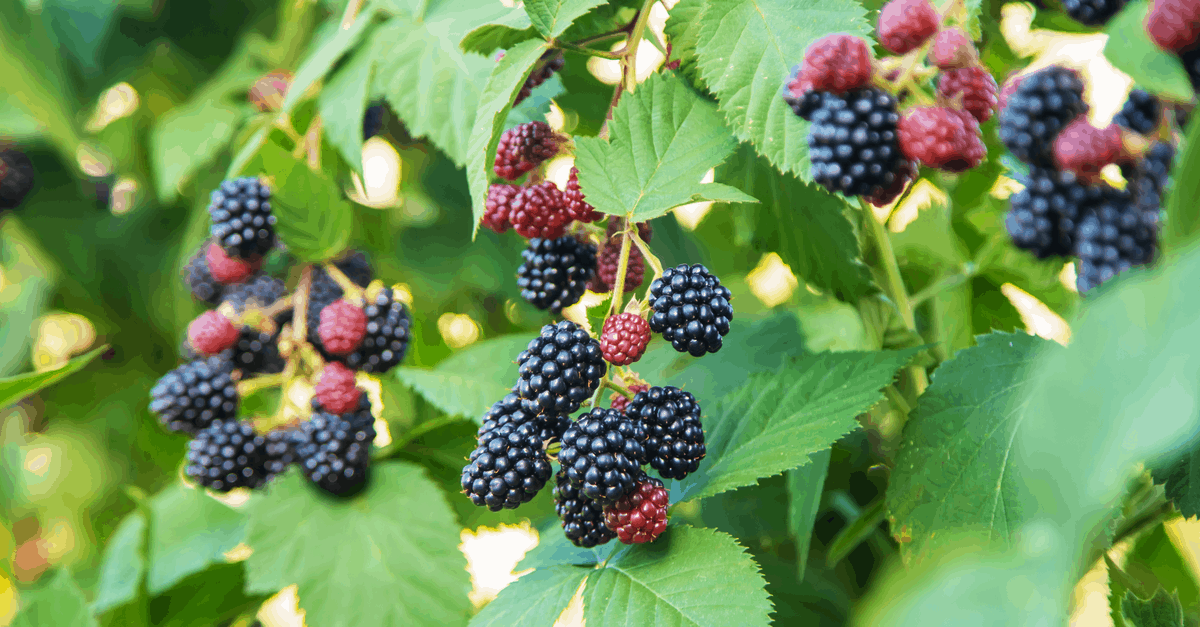 blackberries_02 blackberry bush with ripe and unripe berries