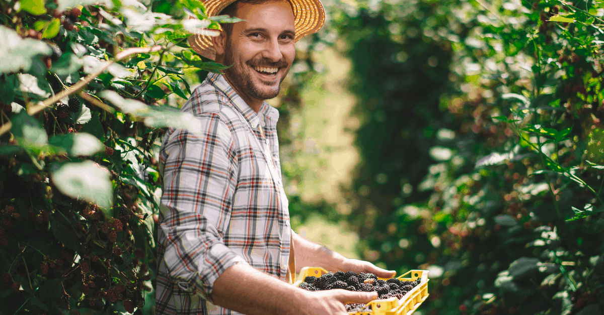 blackberries_03 harvest blackberries