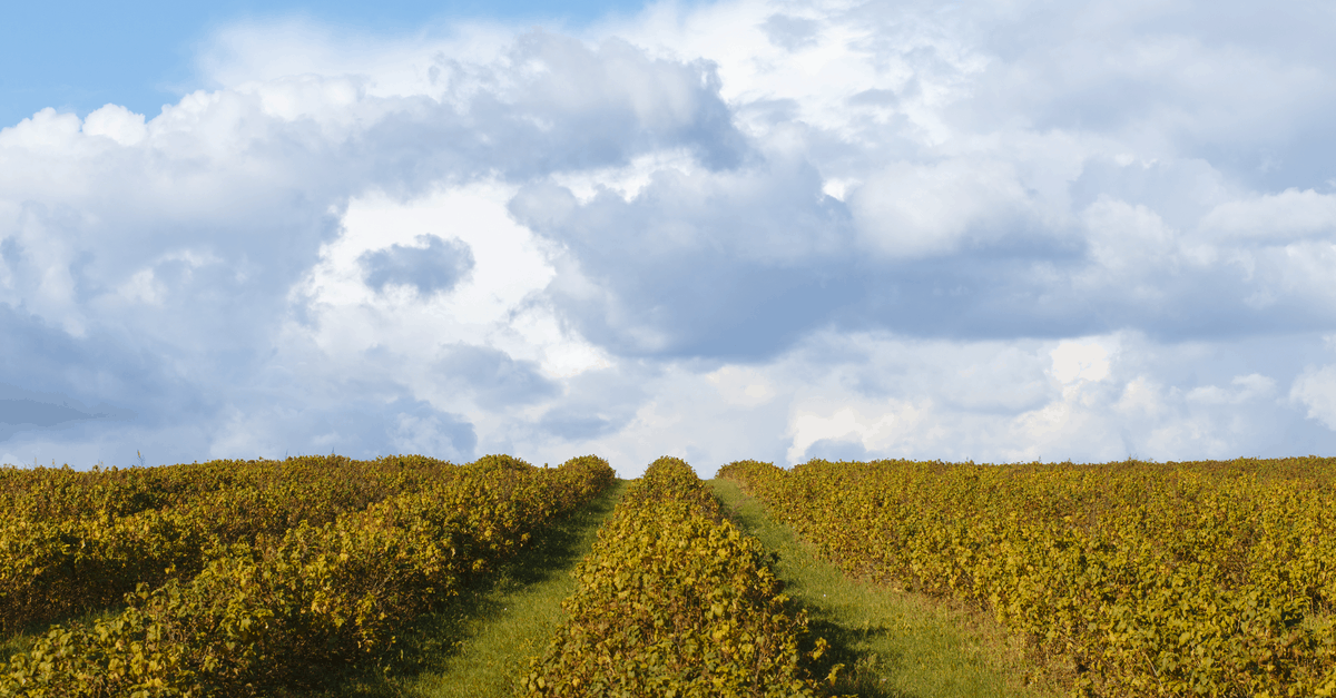 blackcurrant_02 blackcurrant field