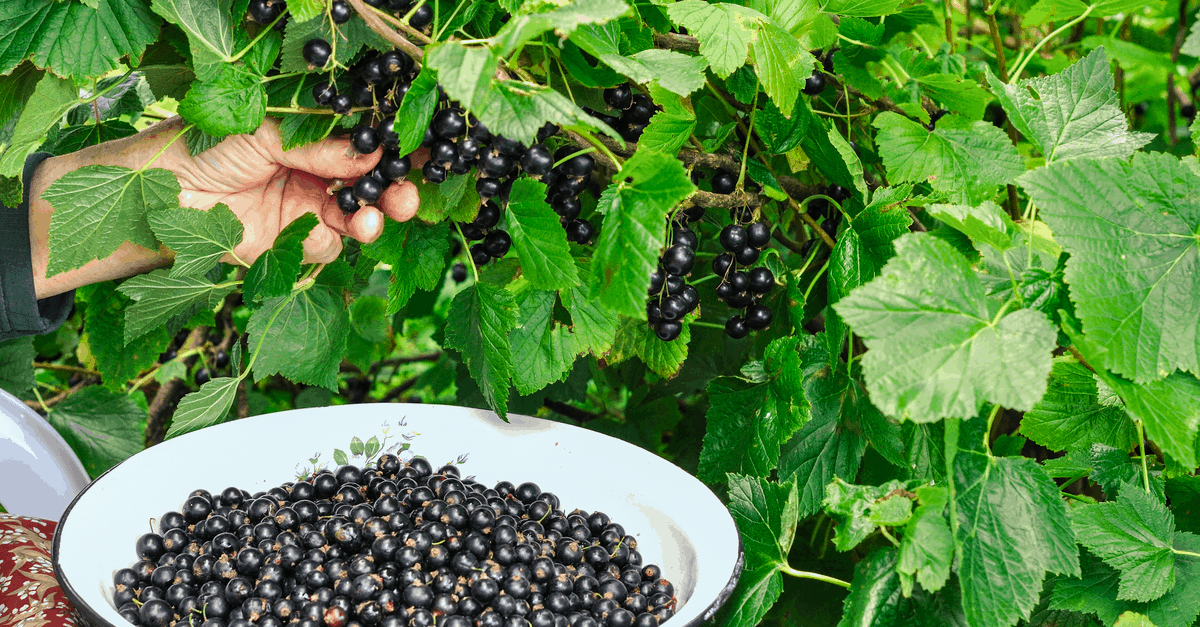 blackcurrant_03 blackcurrant harvest in home garden