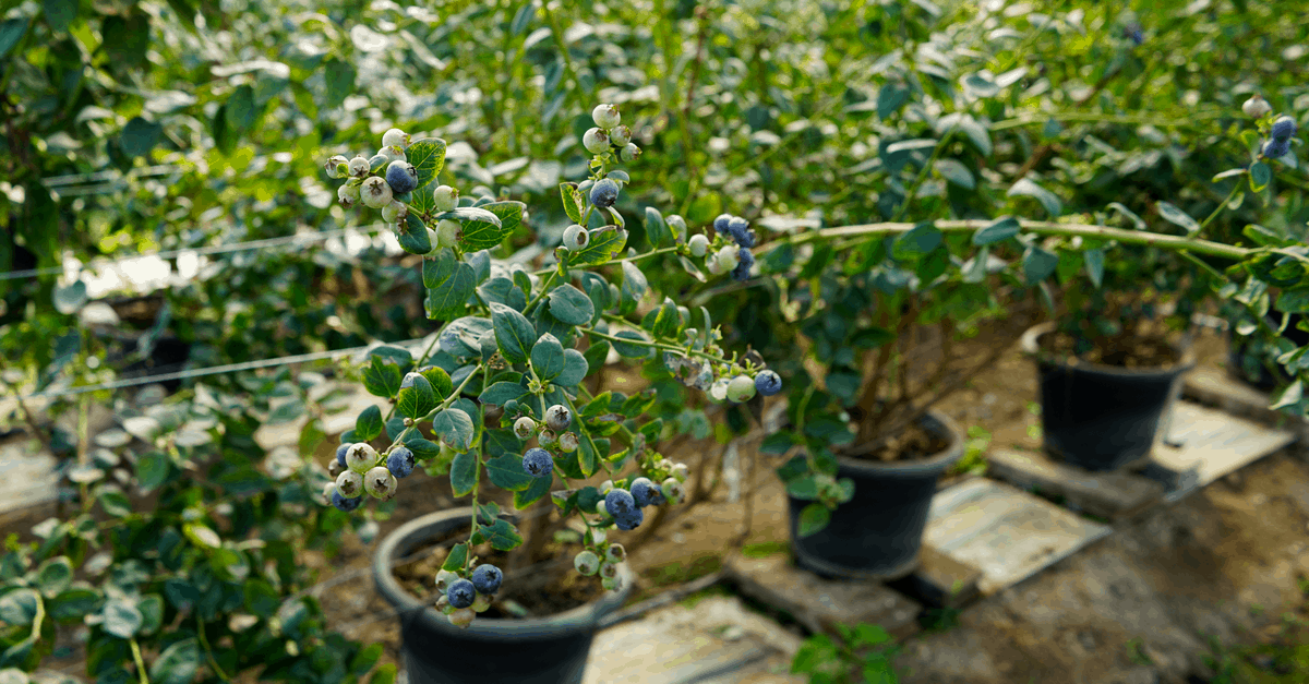 blueberry_02 blueberries in containers