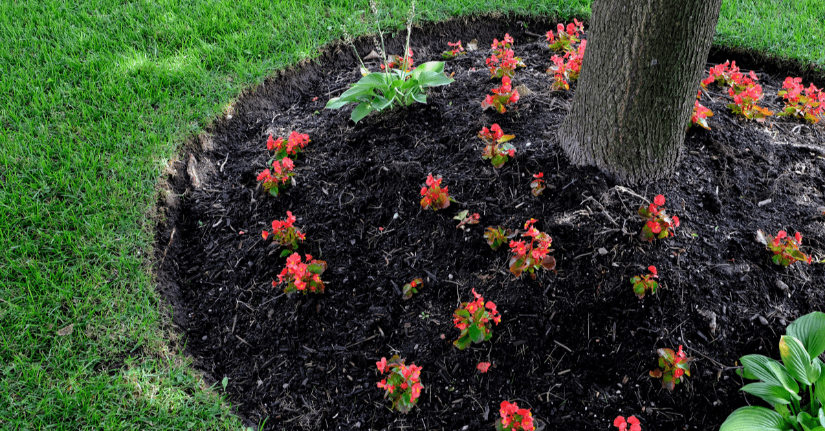 How To Keep Your Lawn Edges Looking Sharp Trim That Weed