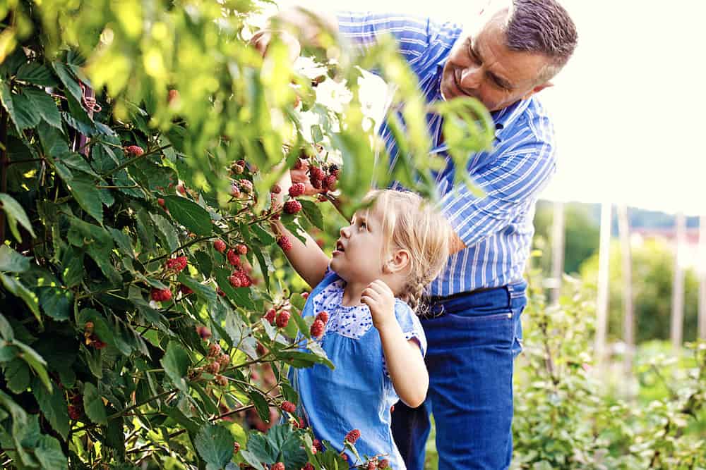 Picking up blackberry list of what garden plants need lime