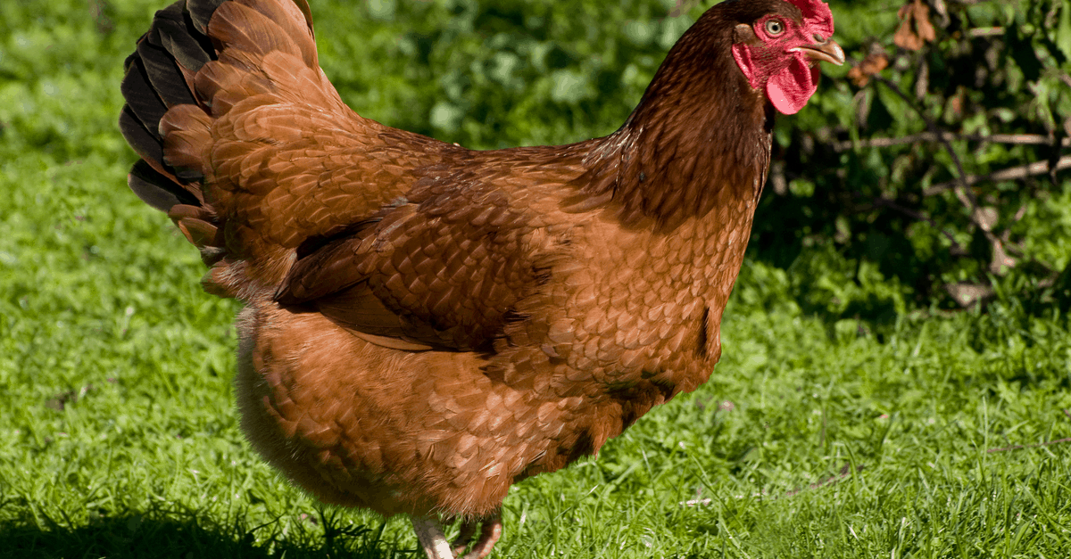 rhode_island_red_hen rhode island red hen