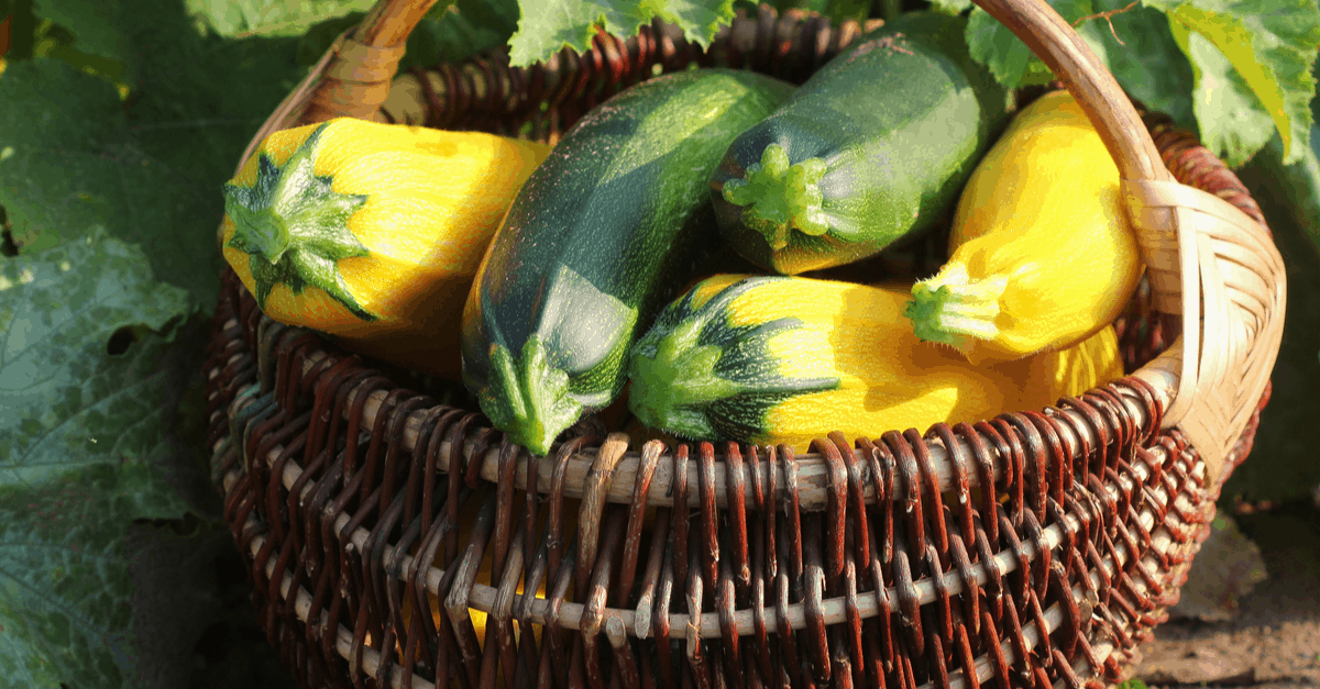 september_garden_02 Zucchini