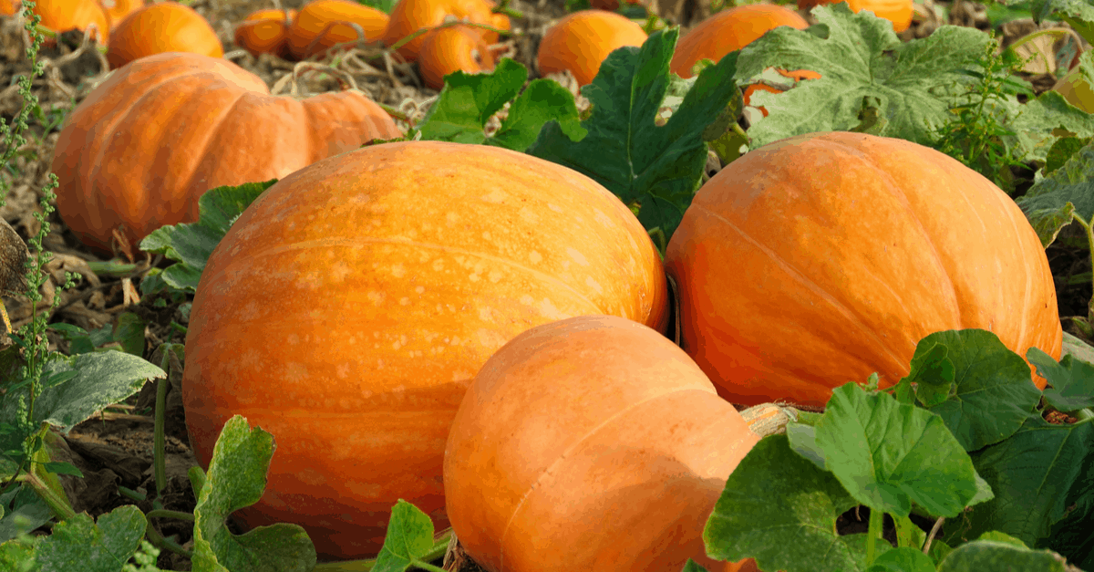 september_garden_03 Pumpkin